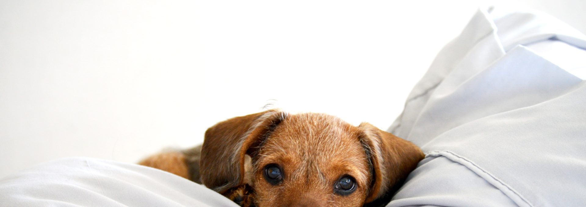 brown short coated small dog lying on white textile