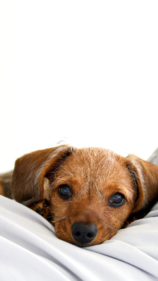 brown short coated small dog lying on white textile