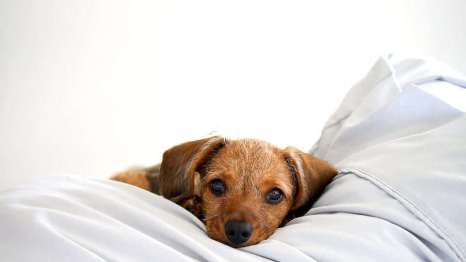 brown short coated small dog lying on white textile
